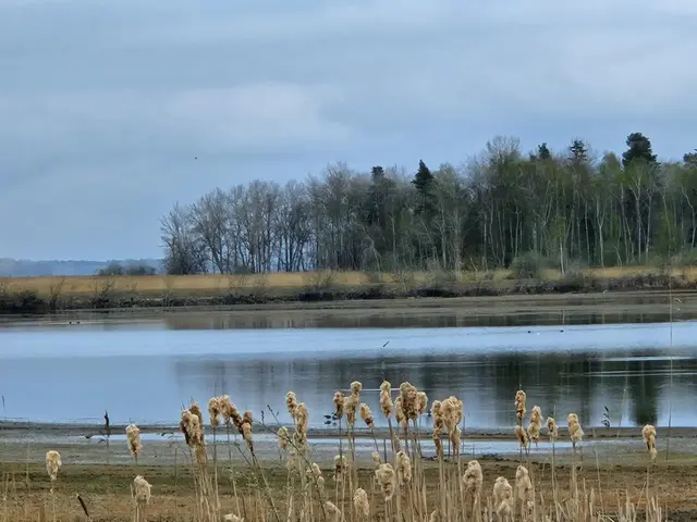 låga nivåer i liten fågelsjö, fåglar bakom kaveldun.