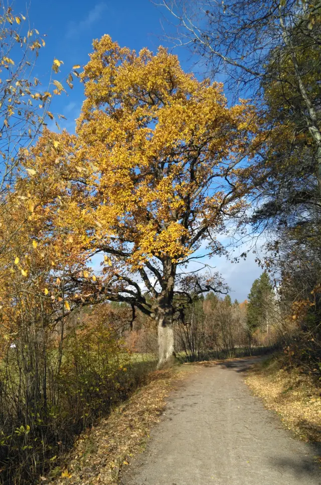 Träd med gula löv.