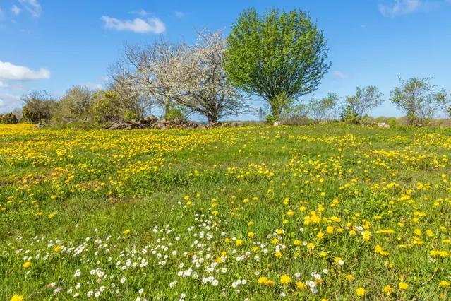 Blommande äng om våren.