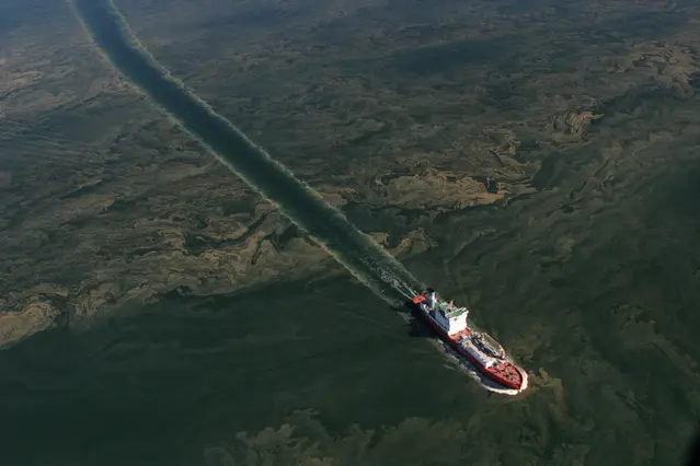 En båt åker genom cyanobakterieblomning.