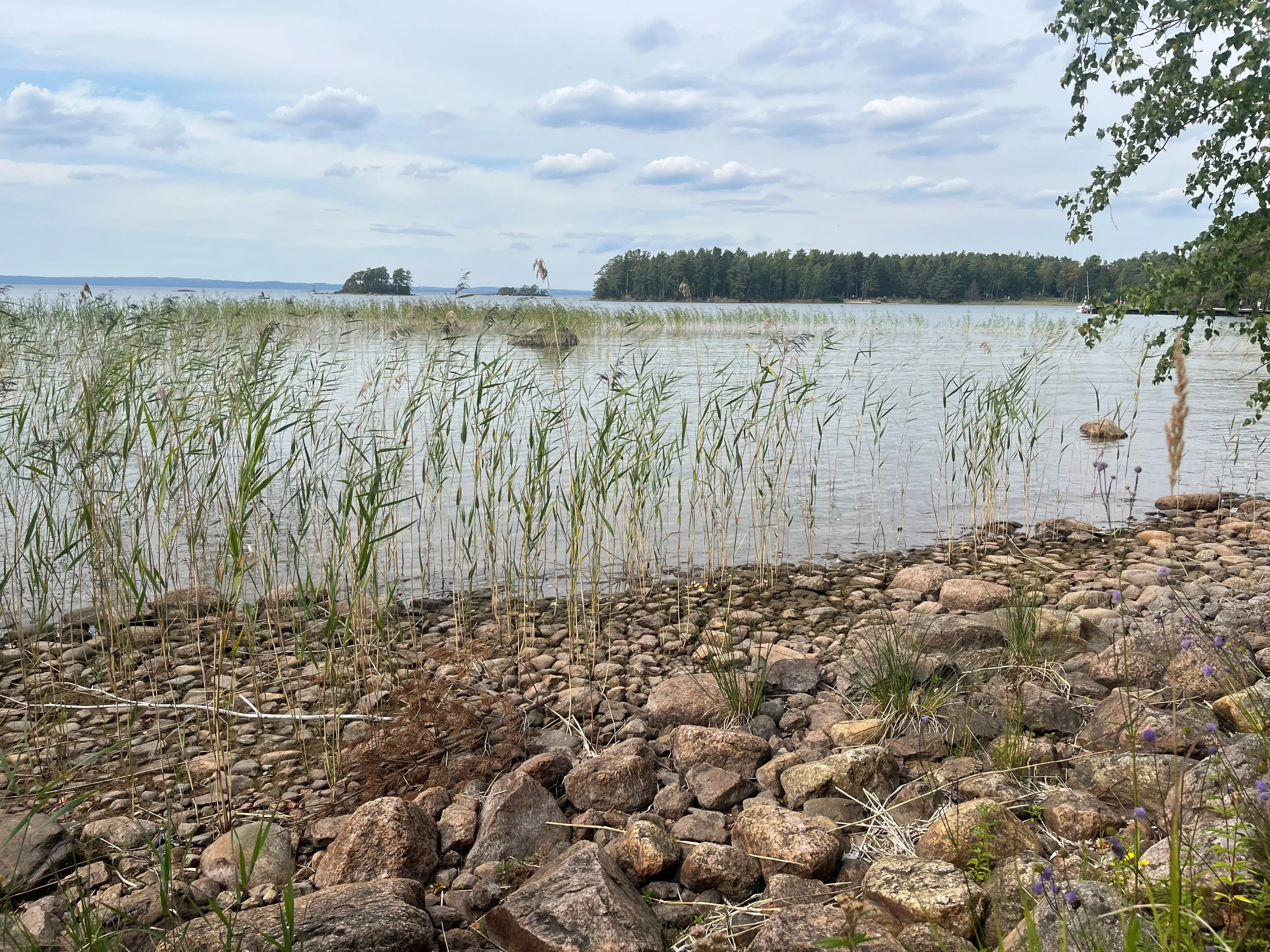 Stenstrand med vass