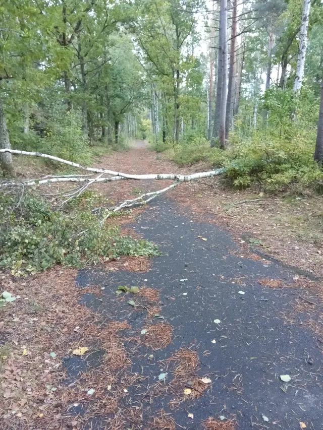 Foto av ett nedfallet träd i Krokek, Östergötland iefter ovädret Amy i oktober 2025.