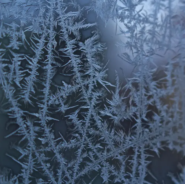 Frostrosor som spridit sig på ett fönster.