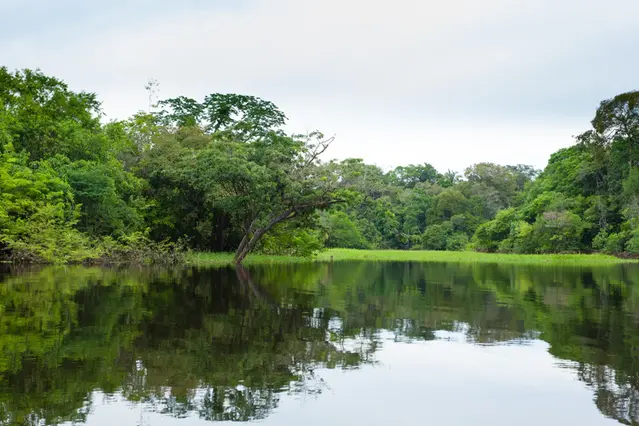 Amazonas regnskog som omger en vattenyta där vegetationen speglar sig i det stilla vattnet, på himlen tunna moln.