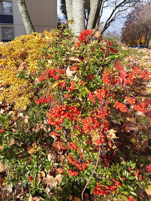 Mycket milt väder i Norrköping den 4 november 2025.