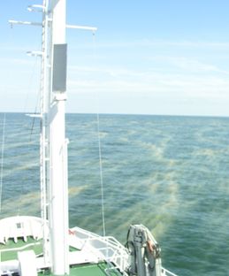 Blomning av cyanobakterier i Östersjön