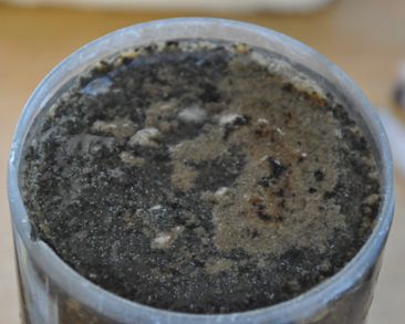 Sediment sample from the Baltic Sea