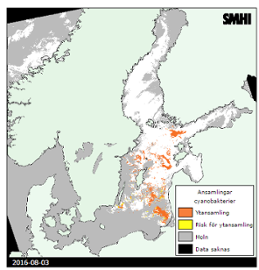 Bild från SMHIs tjänst "Algsituationen" - karta visar var det finns ansamlingar av cyanobakterier.