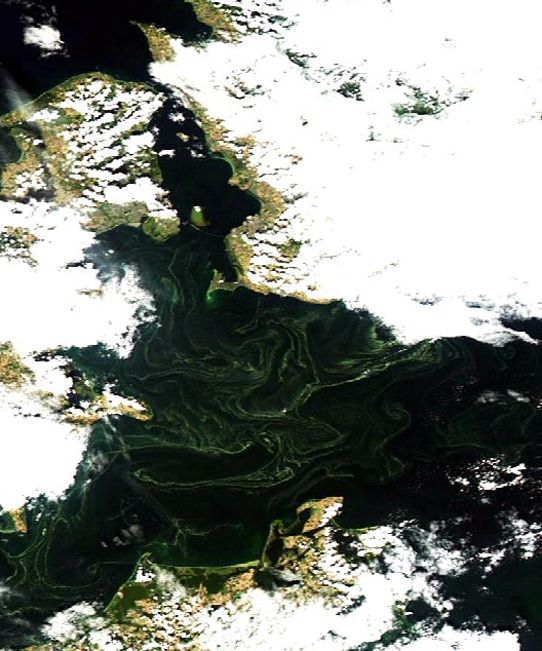 Satellitbild - algsituation 19 aug 2016