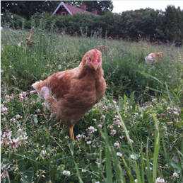 Kycklingar i sommargräset