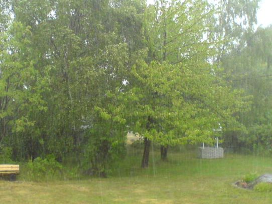 Ett kraftigt sommarregn piskar körsbärsträd.