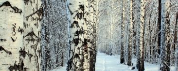 birch-winter