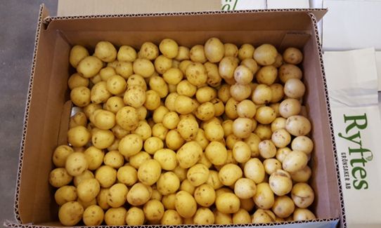Potatis i en låda