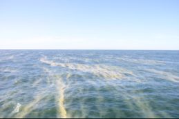 Ytansamlingar av cyanobakterier i Östersjön