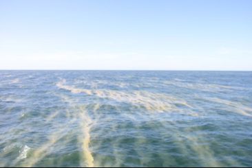 Ytansamlingar av cyanobakterier som strimmor på havet