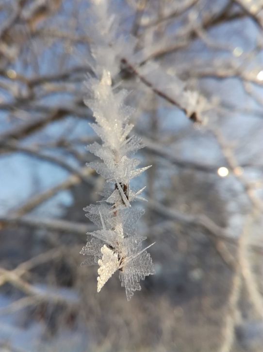 frost på en liten gren