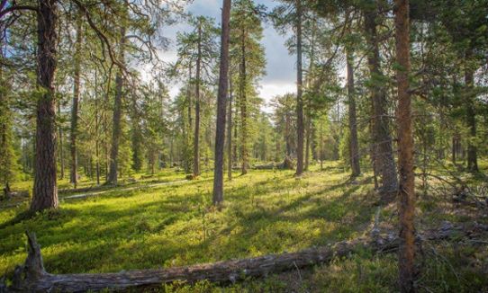 Tallskog i Pellokielas, urskogsreservaten i Norrbottens län.