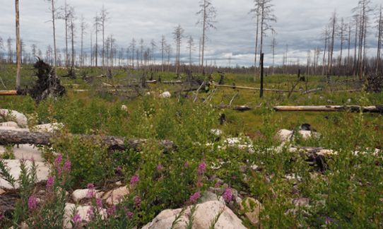The Hälleskogsbrännan nature reserve, June 2018