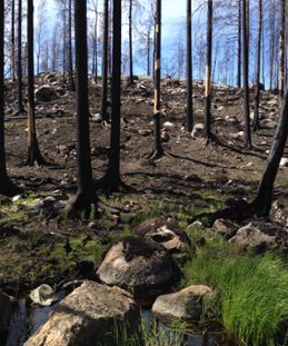 Hälleskogsbrännans naturreservat i slutet av juni 2015