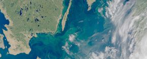 Algblomning i Östersjön syns som gröna slingor på vattenytan, satellitbild.
