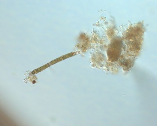 Levande cyanobakteriearterna Nodularia spumigena