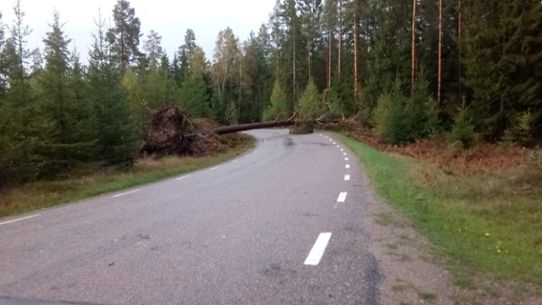 Ett fällt träd i samband med stormlågtrycket Knud.