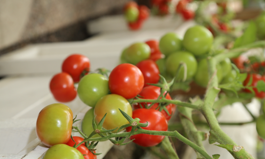 Tomater i akvaponik