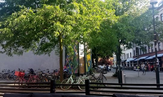 Shady street trees in Malmö.
