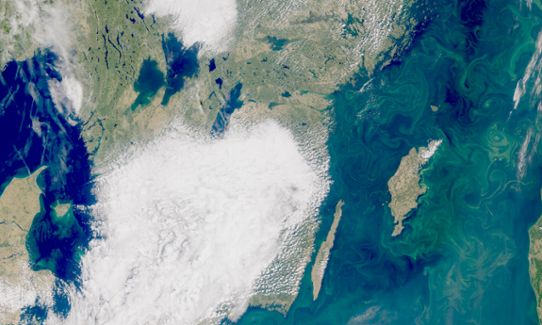 Satellitbild visar cyanobaktereblomning i Östersjön 23 juli 2018.