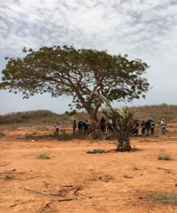 Baobab tree providing shade to people