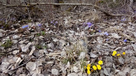 Blommande tussilago och blåsippor skådades i april.