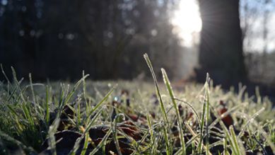 Frostiga grässtrån i morgonljuset, foto
