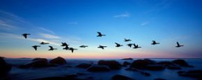 fåglar flyger över Östersjön i gryningen