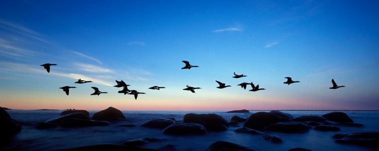 fåglar flyger över Östersjön i gryningen