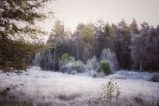 frost bohultaskogen