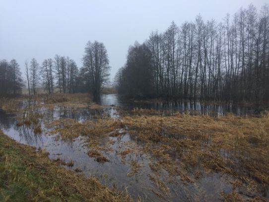 . En vanlig syn på många håll i december 2019. Grådisigt väder och ett vattendrag, här vid Igelfors i Östergötland, som svämmat över bräddarna ut på närliggande mark. 