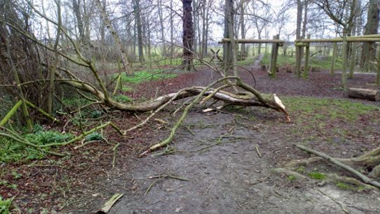 Omkullblåst träd efter stormen Laura i Tirup i Skåne.