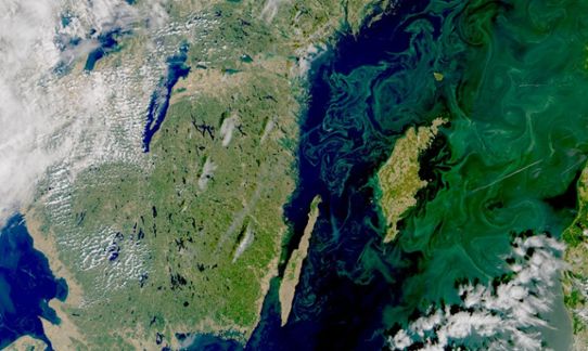 Cyanobacteria bloom in the Baltic Sea, 2018
