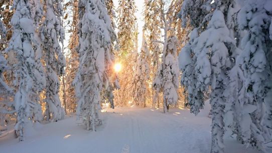 Stora snömängder i Nätra fjällskog den 17 januari 2021. Foto: Andreas Gustavsson