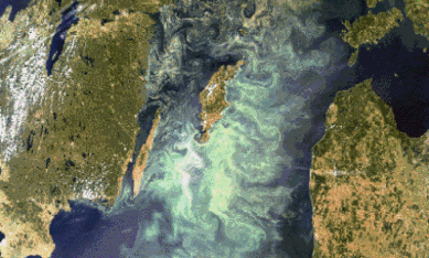 Satellitbild som visar kraftig algblomning i Östersjön, 2005-07-11