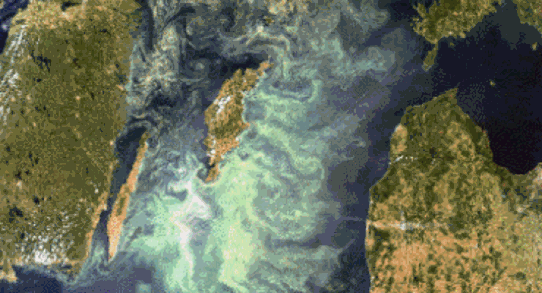 Satellitbild som visar kraftig algblomning i Östersjön, 2005-07-11