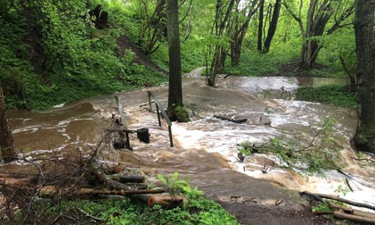 Forsande vatten i skogen och över en vandringsled då bäckens flöde ökat med regnet