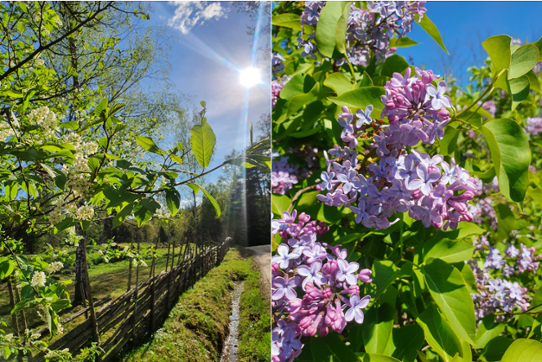 Mellan blommande hägg (19 maj) och syren (30 maj).