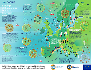 Infografik från projektet CoClime som berättar om skadliga algblomningar i Europas kustvatten