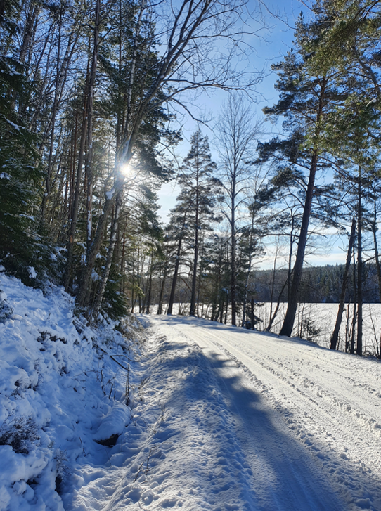 Behagligt vinterväder i skogarna utanför Norrköping den 20 februari.