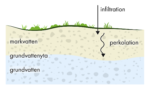 Vatten som infiltrerar marken bildar grundvatten 