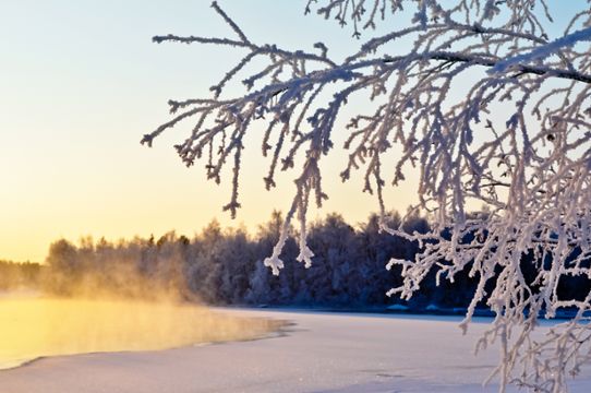 Foto på snö träd sjö