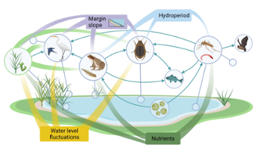 Figur från rapporten som visar en översikt över effekterna av hydrologiska variabler på en  val av våtmarksorganismer samt interaktioner mellan organismer.