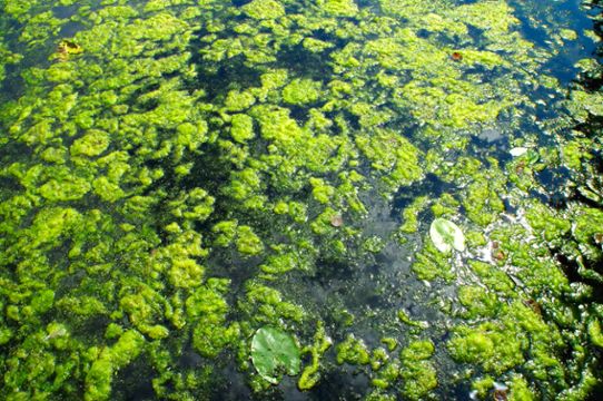 Grön algblomning i Östersjön som täcker stora delar av vattenytan.