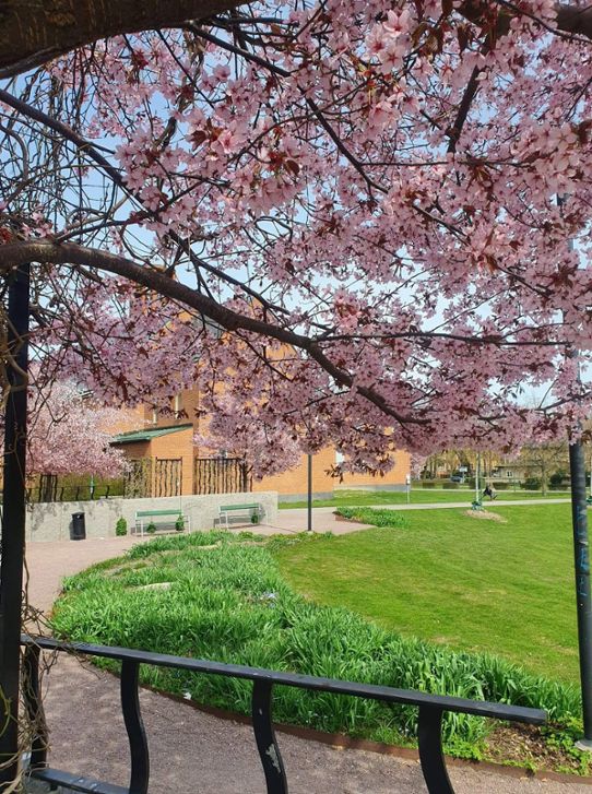 Blommande körsbärsträd i april 2022 i Norrköping